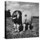 Rear View of Black Hog, with Overweight, White Hog, at Department of Agriculture Experiment Station-Al Fenn-Premier Image Canvas