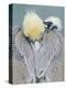 Rear View of Brown Pelican Adult, La Jolla, California, USA-Arthur Morris-Premier Image Canvas