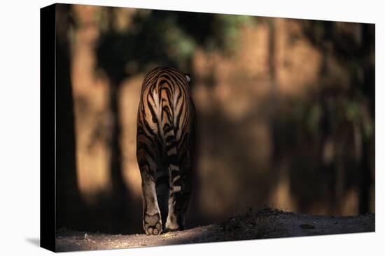 Rear View of Male Bengal Tiger Walking {Panthera Tigris Tigris} Kanha Np, India-Nick Garbutt-Premier Image Canvas