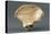 Reconstruction of Pelvic Bone of Australopithecus Africanus-null-Premier Image Canvas