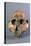 Reconstruction of Skull of Paranthropus Boisei or Australopithecus Boisei-null-Premier Image Canvas