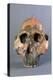 Reconstruction of Skull of Paranthropus Boisei or Australopithecus Boisei-null-Premier Image Canvas