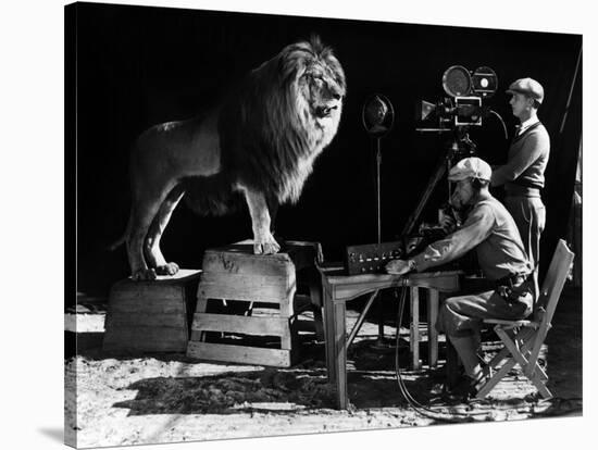 Recording of the lion roar for the introduction of MGM films, c. 1920- 1930-null-Stretched Canvas