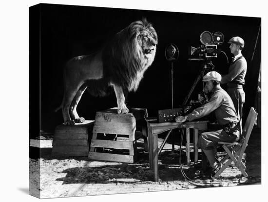 Recording of the lion roar for the introduction of MGM films, c. 1920- 1930-null-Stretched Canvas