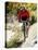 Recreational Mountain Biker Riding on the Trails-null-Premier Image Canvas