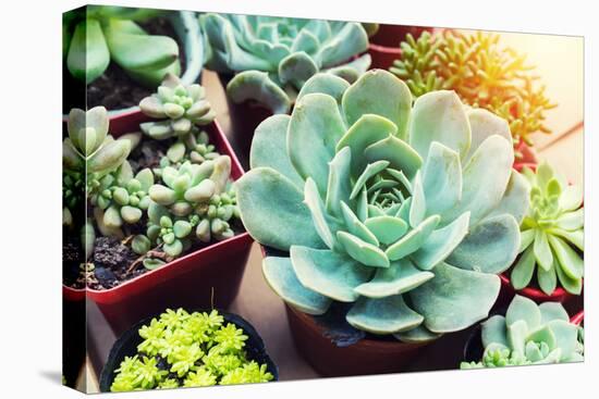 Rectangular Arrangement of Succulents; Cactus Succulents in a Planter-kenny001-Premier Image Canvas