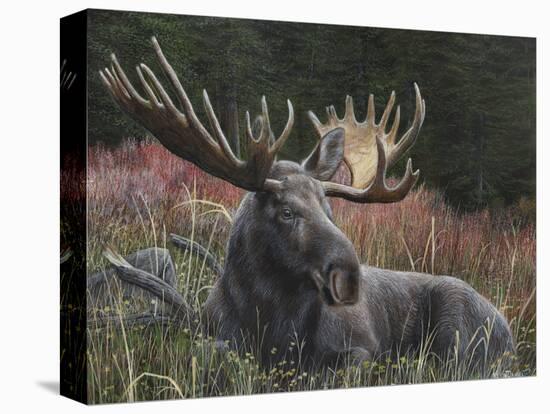 Recumbent Moose-Kevin Daniel-Stretched Canvas