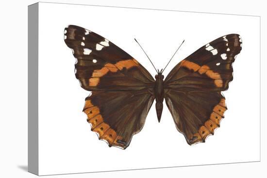 Red Admiral Butterfly (Vanessa Atalanta), Insects-Encyclopaedia Britannica-Stretched Canvas