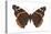 Red Admiral Butterfly (Vanessa Atalanta), Insects-Encyclopaedia Britannica-Stretched Canvas