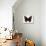 Red Admiral Butterfly-Lizzie Harper-Premier Image Canvas displayed on a wall