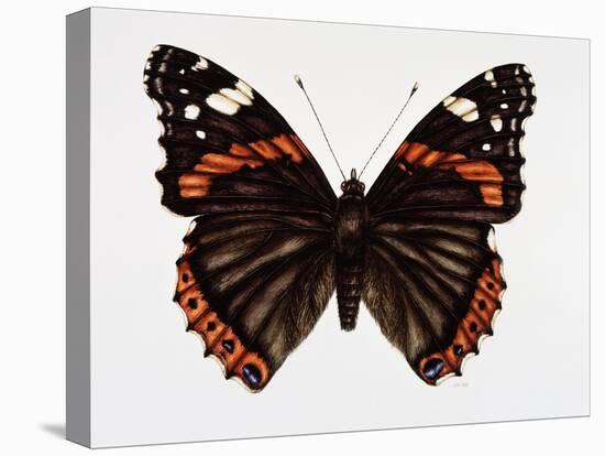 Red Admiral Butterfly-Lizzie Harper-Premier Image Canvas