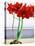 Red Amaryllis 2-Christopher Ryland-Premier Image Canvas