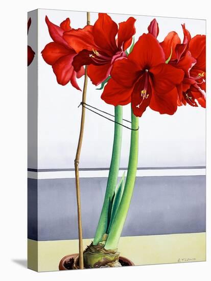 Red Amaryllis 2-Christopher Ryland-Premier Image Canvas