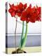 Red Amaryllis 2-Christopher Ryland-Premier Image Canvas