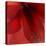 Red Amaryllis Abstract-Anna Miller-Premier Image Canvas