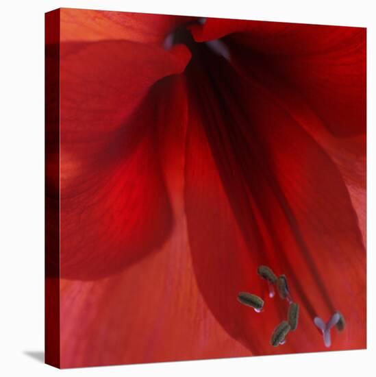 Red Amaryllis Abstract-Anna Miller-Premier Image Canvas