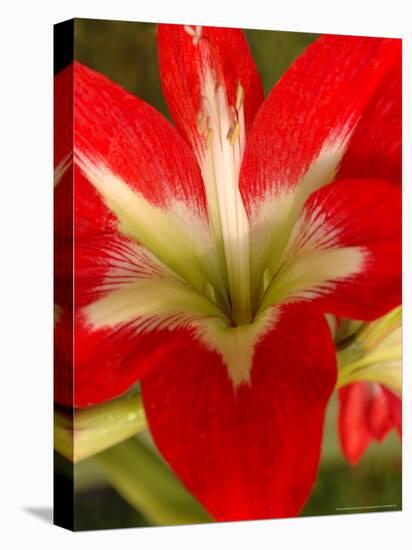 Red Amaryllis, Edgewater, Florida-Lisa S. Engelbrecht-Premier Image Canvas