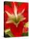 Red Amaryllis, Edgewater, Florida-Lisa S. Engelbrecht-Premier Image Canvas