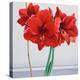 Red Amaryllis-Christopher Ryland-Premier Image Canvas