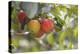 Red and a Yellow Apple Hang on a Branch of an Apple Tree-Petra Daisenberger-Premier Image Canvas