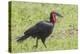 Red and Black Ground Hornbill Walking on Grass, Close-up View-James Heupel-Premier Image Canvas