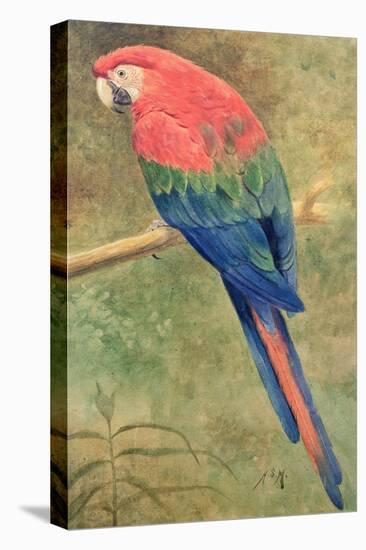 Red and Blue Macaw (W/C Heightened with White on Paper)-Henry Stacey Marks-Premier Image Canvas