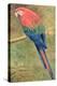 Red and Blue Macaw (W/C Heightened with White on Paper)-Henry Stacey Marks-Premier Image Canvas