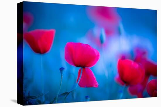 Red and blue-Marco Carmassi-Premier Image Canvas