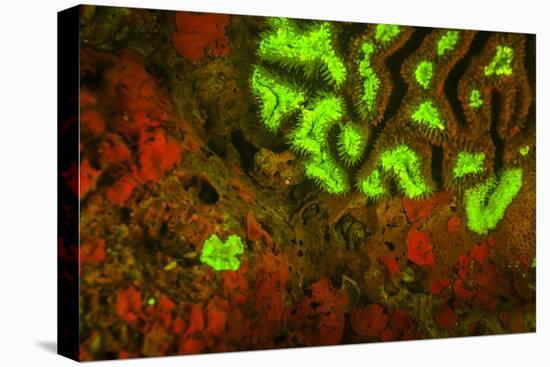 Red and Green Fluorescence in Stony Corals, Palau, Micronesia, Rock Islands-Stuart Westmorland-Premier Image Canvas