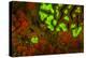 Red and Green Fluorescence in Stony Corals, Palau, Micronesia, Rock Islands-Stuart Westmorland-Premier Image Canvas