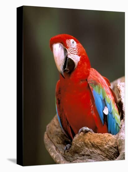 Red and Green Macaw, Amazon, Ecuador-Pete Oxford-Premier Image Canvas