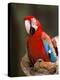 Red and Green Macaw, Amazon, Ecuador-Pete Oxford-Premier Image Canvas