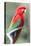 Red-And-Green Macaw (Ara Chloropterus), Buraco Das Araras, Mato Grosso Do Sul, Brazil-G&M Therin-Weise-Premier Image Canvas