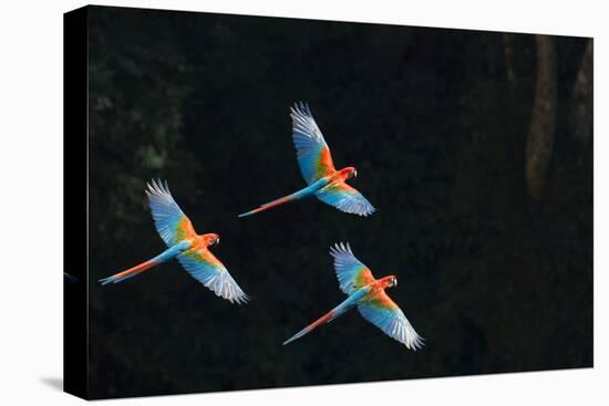 Red-And-Green Macaw (Ara Chloropterus) Group of Three in Flight, Pantanal, Brazil. August-Wim van den Heever-Premier Image Canvas