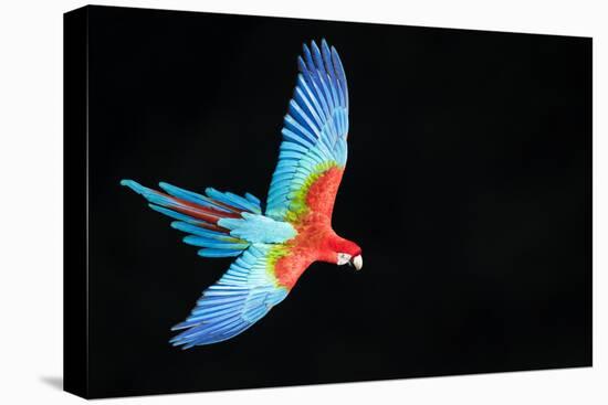 Red-And-Green Macaw (Ara Chloropterus) in Flight, Pantanal, Brazil. August-Wim van den Heever-Premier Image Canvas