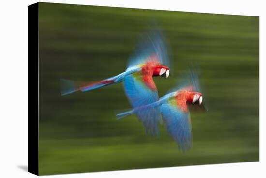 Red And Green Macaws (Ara Chloropterus) In Flight, Motion Blurred Photograph, Buraxo Das Aras-Bence Mate-Premier Image Canvas