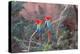 Red-And-Green Macaws (Ara Chloropterus) Perched on a Branch in Buraco Das Araras, Brazil-G&M Therin-Weise-Premier Image Canvas