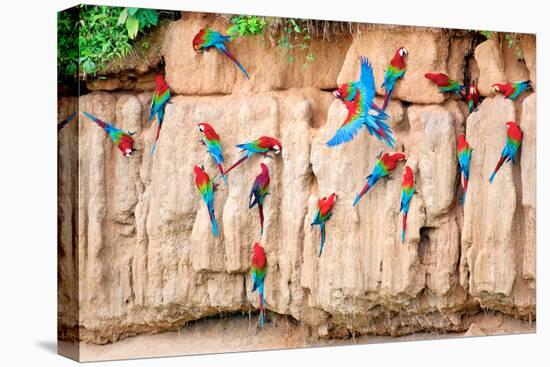 Red-And-Green Macaws at Clay-Lick-Howard Ruby-Premier Image Canvas
