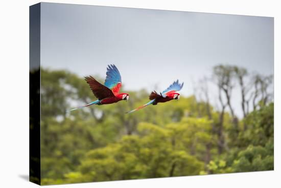 Red-And-Green-Macaws Fly Past the Buraco Das Araras-Alex Saberi-Premier Image Canvas