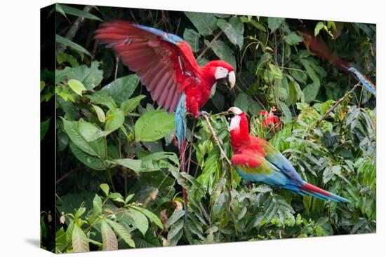 Red-And-Green Macaws in a Tree-Howard Ruby-Premier Image Canvas