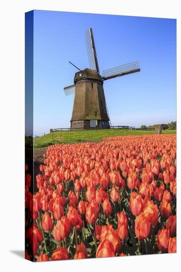 Red and Orange Tulip Fields and the Blue Sky Frame the Windmill in Spring, Netherlands-Roberto Moiola-Premier Image Canvas