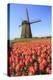 Red and Orange Tulip Fields and the Blue Sky Frame the Windmill in Spring, Netherlands-Roberto Moiola-Premier Image Canvas
