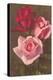 Red and Pink Roses-null-Stretched Canvas