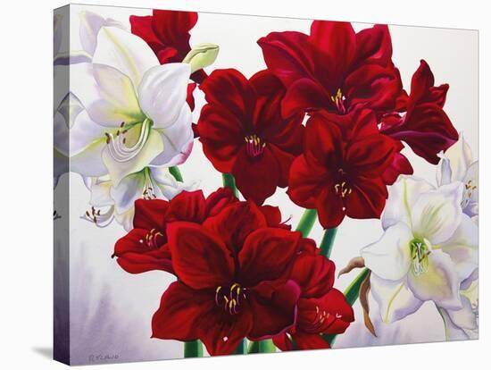 Red and White Amaryllis, 2008-Christopher Ryland-Premier Image Canvas