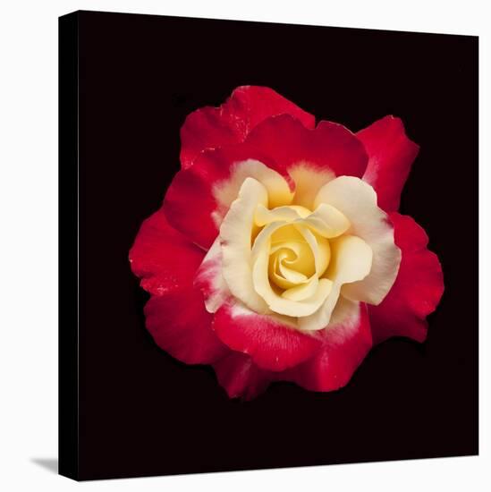 Red and White Rose-Lee Peterson-Premier Image Canvas