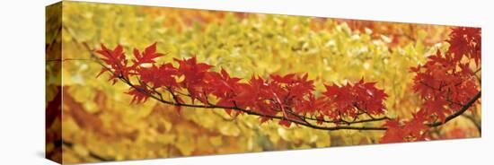 Red and Yellow Autumnal Leaves-null-Premier Image Canvas