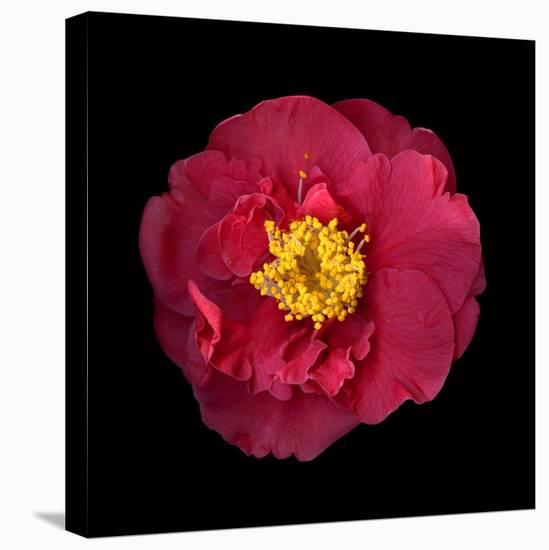 Red and Yellow Camelia I-Magda Indigo-Premier Image Canvas