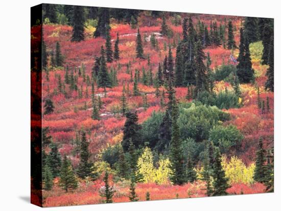 Red and Yellow Foliage of Denali National Park, Alaska, USA-Charles Sleicher-Premier Image Canvas