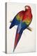 Red and Yellow Maccaw-Edward Lear-Premier Image Canvas