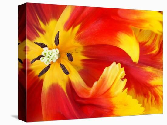 Red and Yellow Parrot Tulip Closeup-Anna Miller-Premier Image Canvas